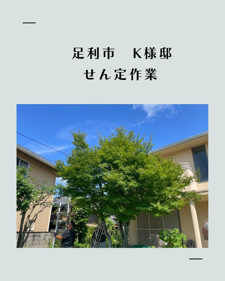 K様剪定